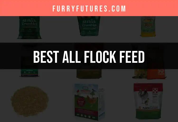 11 Best All Flock Feed Options for Happy, Healthy Birds