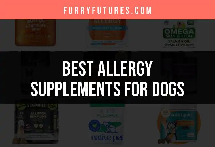 19 Best Allergy Supplements for Dogs to Ease Their Discomfort