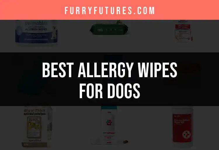 17 Essential Allergy Wipes for Dogs: Our Top Picks