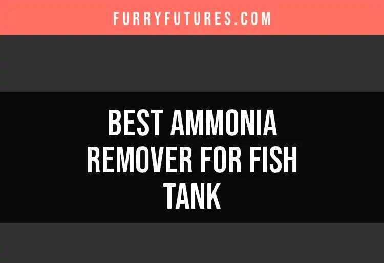 11 Best Ammonia Removers for Your Fish Tank