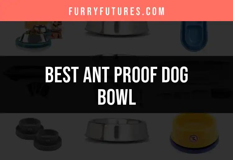12 Ant Proof Dog Bowls That Keep Your Pet Happy