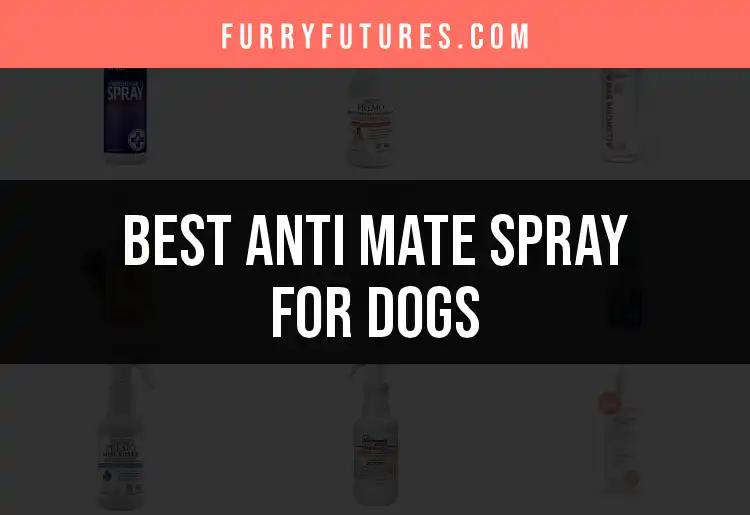 19 Essential Anti Mate Sprays for Dogs: Top Picks Unleashed