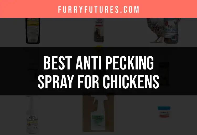 14 Best Anti Pecking Sprays for Happy, Healthy Chickens