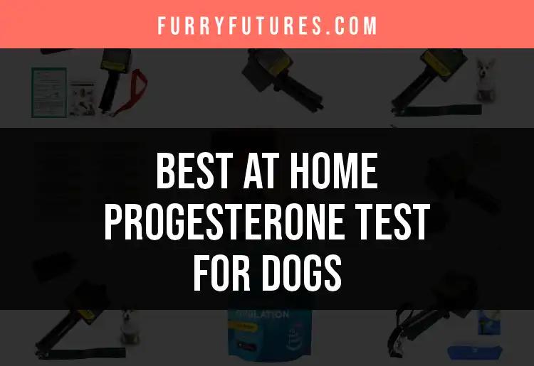 13 At-Home Progesterone Tests for Dogs: Our Top Picks