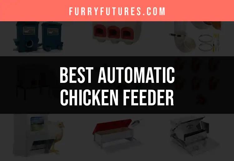 13 Best Automatic Chicken Feeders You’ll Love