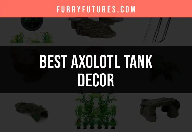 12 Brilliant Axolotl Tank Decor Ideas for Vibrant Aquascapes
