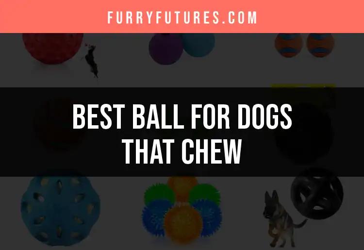 12 Best Balls for Dogs That Chew: Tough Choices Await