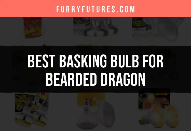 11 Best Basking Bulbs for Bearded Dragons Revealed