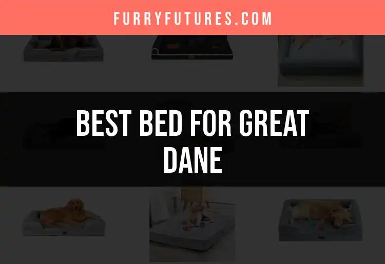 12 Best Beds for Great Danes: Comfort for Your Giant Pup