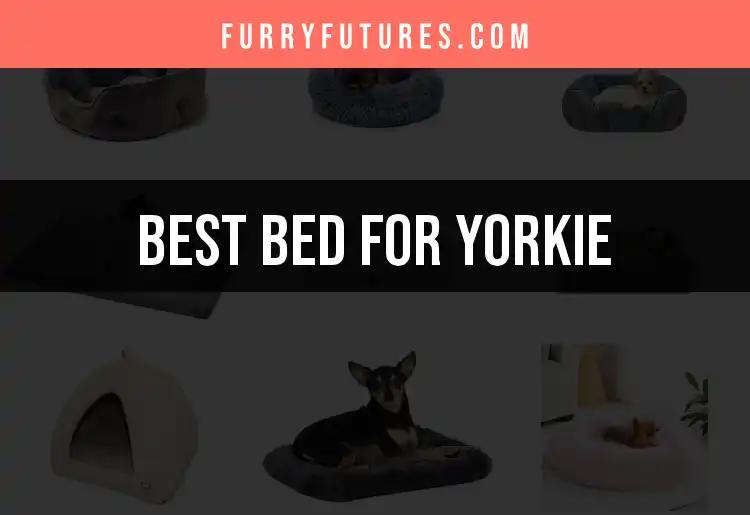 16 Best Beds for Yorkies: Comfort for Your Furry Friend