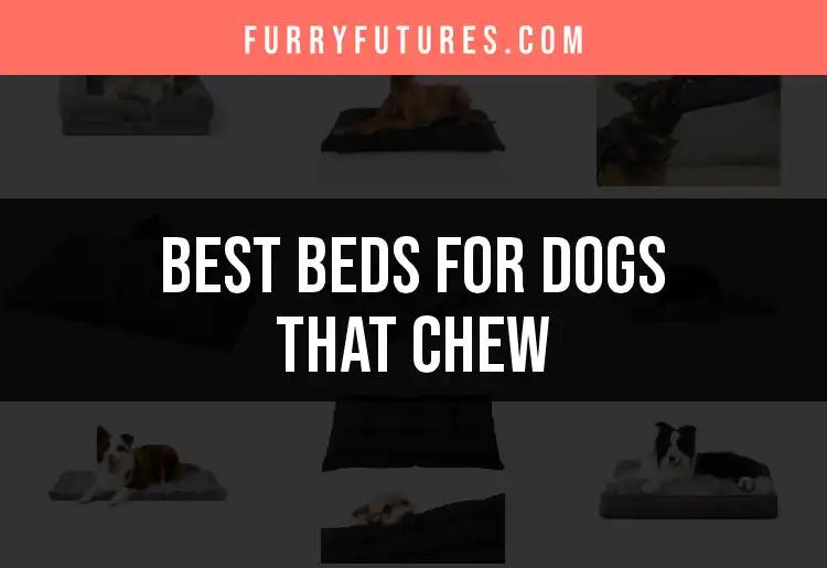 16 Durable Beds for Dogs That Chew: Our Top Picks