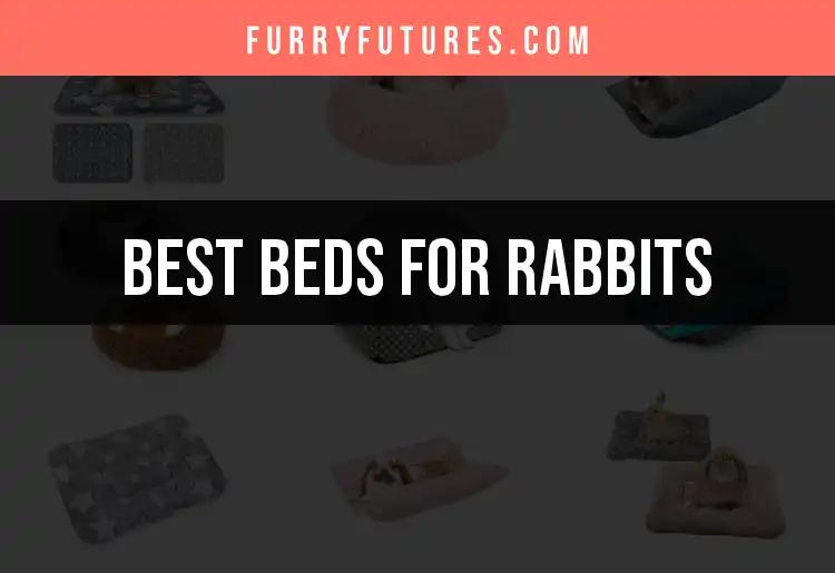 11 Cozy Beds for Rabbits: Comfort Your Furry Friend