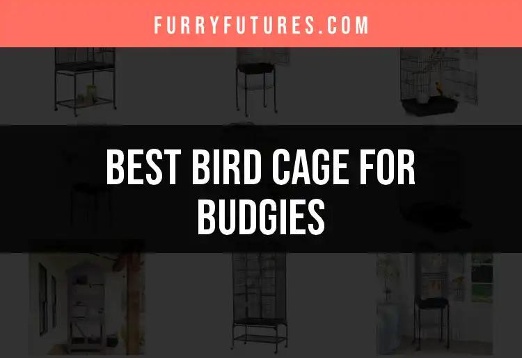 17 Bird Cages for Budgies That Your Feathered Friend Will Love