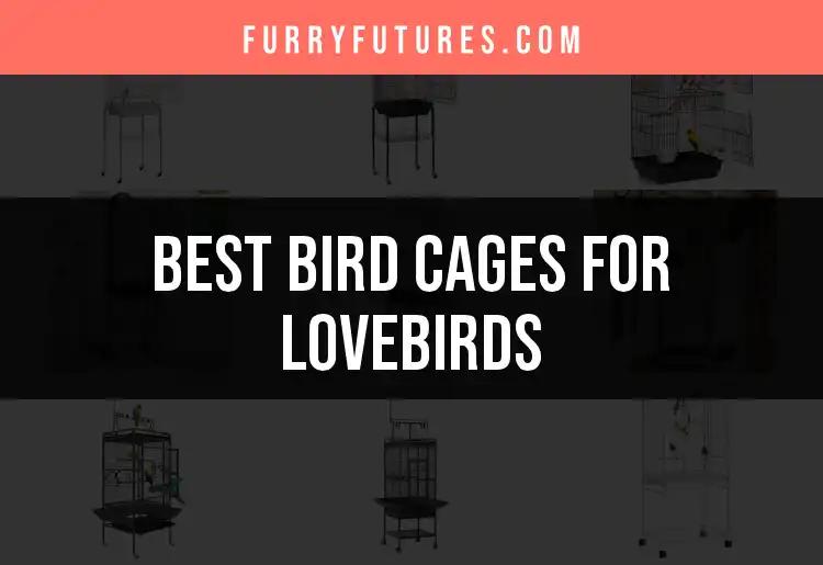 20 Best Bird Cages for Lovebirds to Keep Them Happy