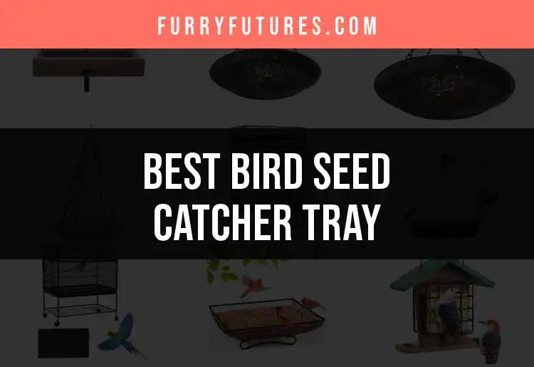 Top 10 Bird Seed Catcher Trays for a Cleaner Feeding Area
