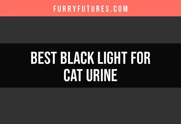 12 Best Black Lights for Cat Urine Detection