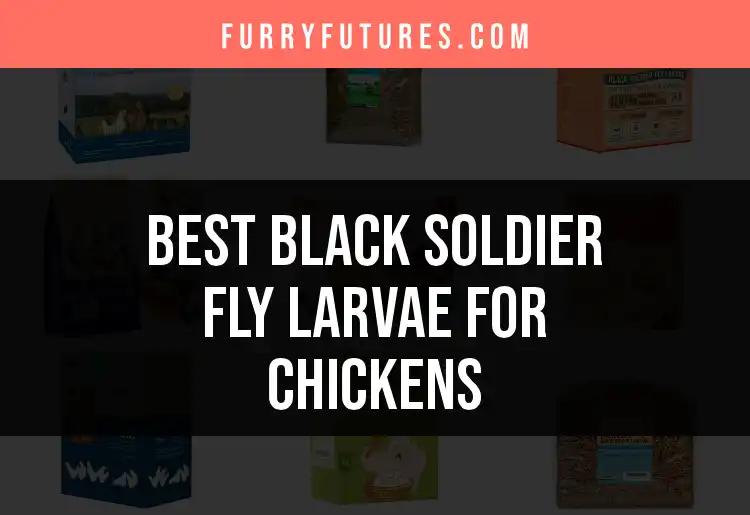12 Best Black Soldier Fly Larvae for Happy, Healthy Chickens
