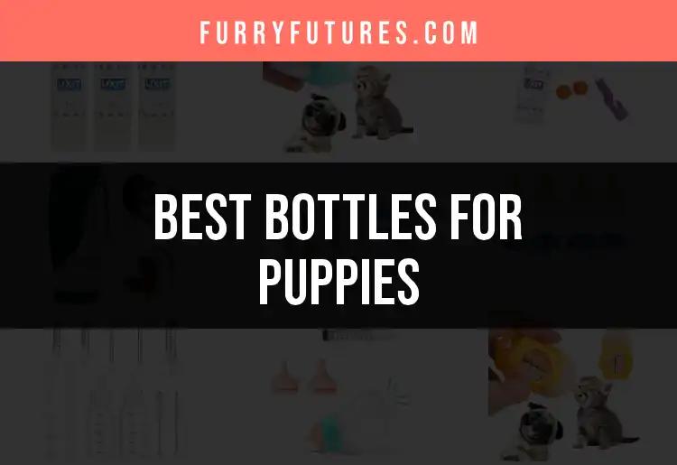 12 Essential Bottles for Puppies: Top Picks You'll Love