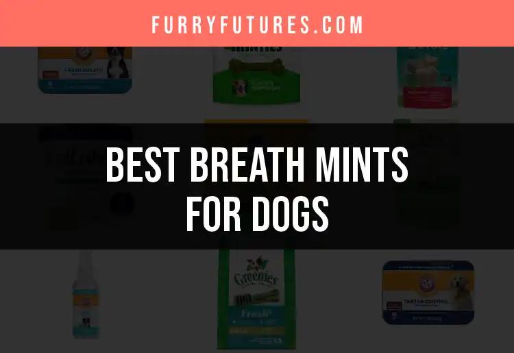 14 Best Breath Mints for Dogs to Freshen Their Smile