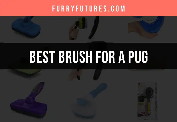 18 Top Brushes for a Pug: Find the Perfect Grooming Tool