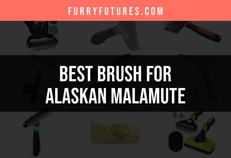 20 Best Brushes for Alaskan Malamute Care