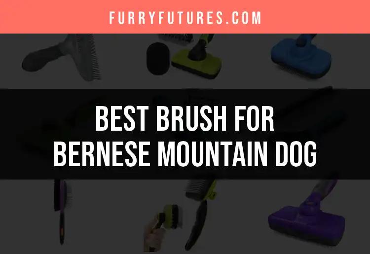 17 Best Brushes for Your Bernese Mountain Dog