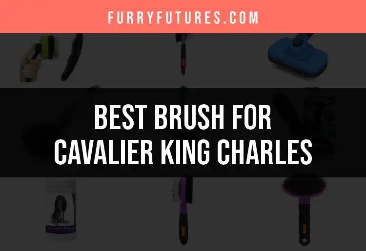 15 Best Brushes for Cavalier King Charles Dogs