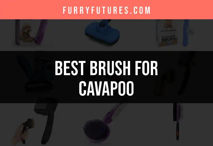 20 Best Brushes for Cavapoo: Top Picks for Perfect Grooming