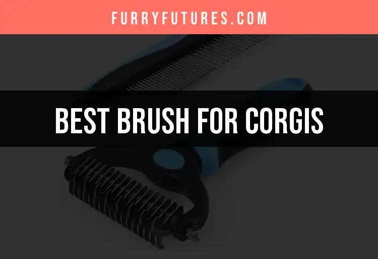 18 Best Brushes for Corgis: The Ultimate Grooming Guide