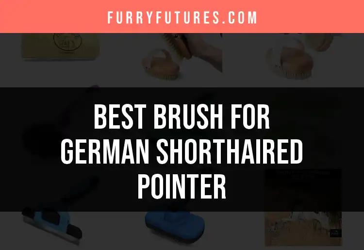 16 Best Brushes for German Shorthaired Pointers Uncovered