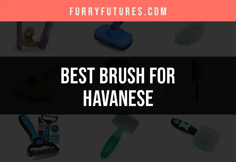 16 Must-Have Brushes for Your Havanese