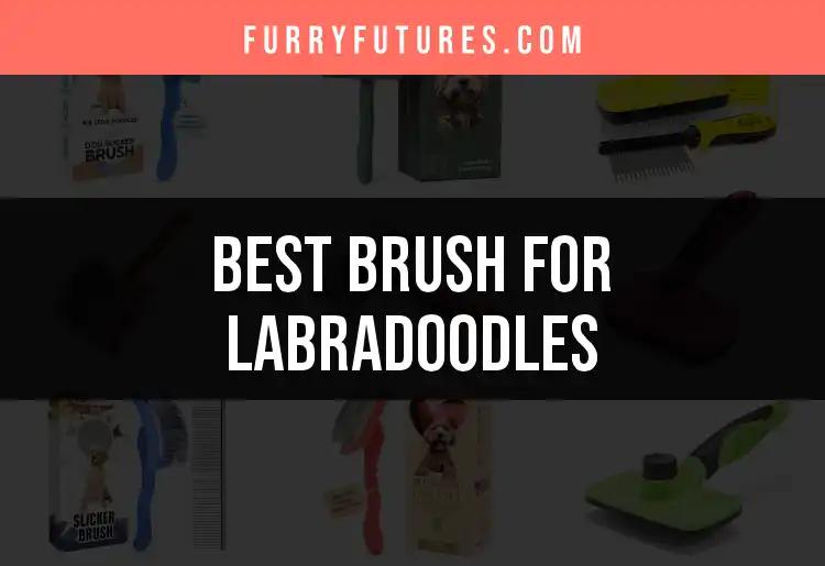 17 Ideal Brushes for Labradoodles: Our Top Picks