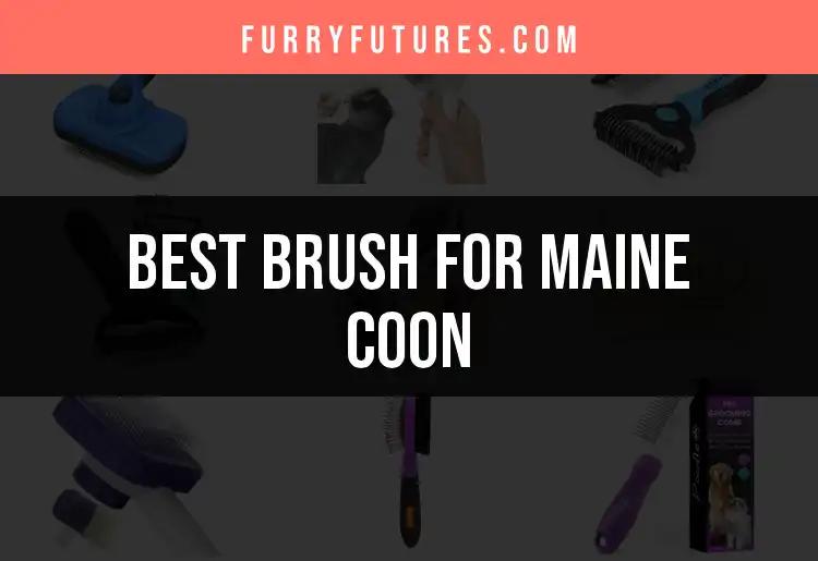 20 Best Brushes for Maine Coon Cats You Need to Try