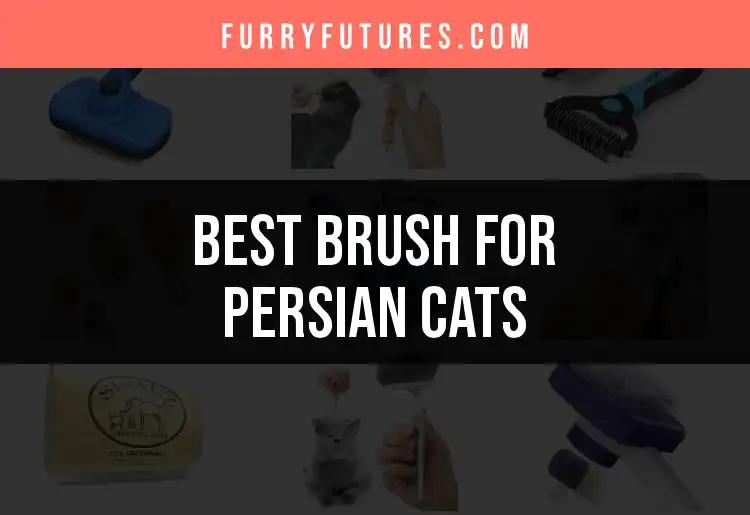 19 Best Brushes for Persian Cats You Need to Try