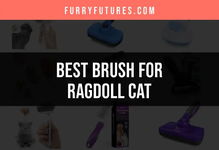18 Best Brushes for Ragdoll Cats: Find the Perfect Match