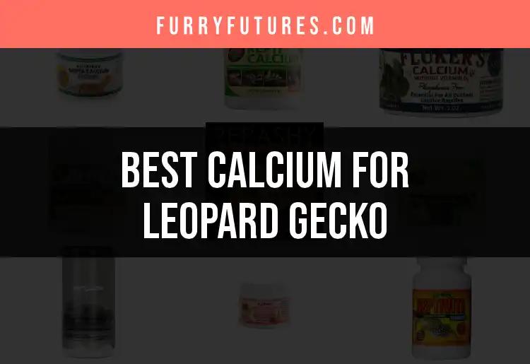 14 Essential Calcium Options for Leopard Geckos