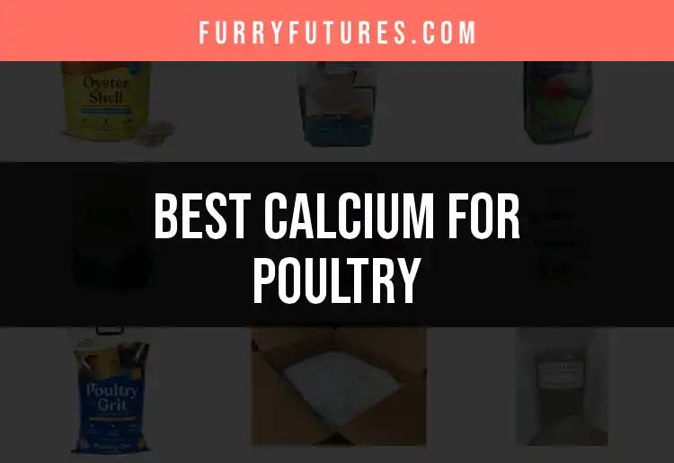 13 Best Calcium Options for Poultry You Should Consider