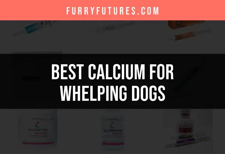 17 Essential Calcium Products for Whelping Dogs