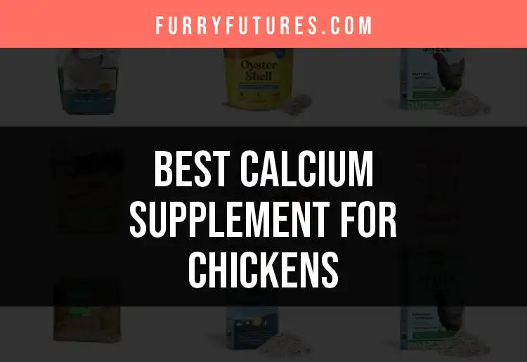 Top 12 Calcium Supplements for Happy, Healthy Chickens