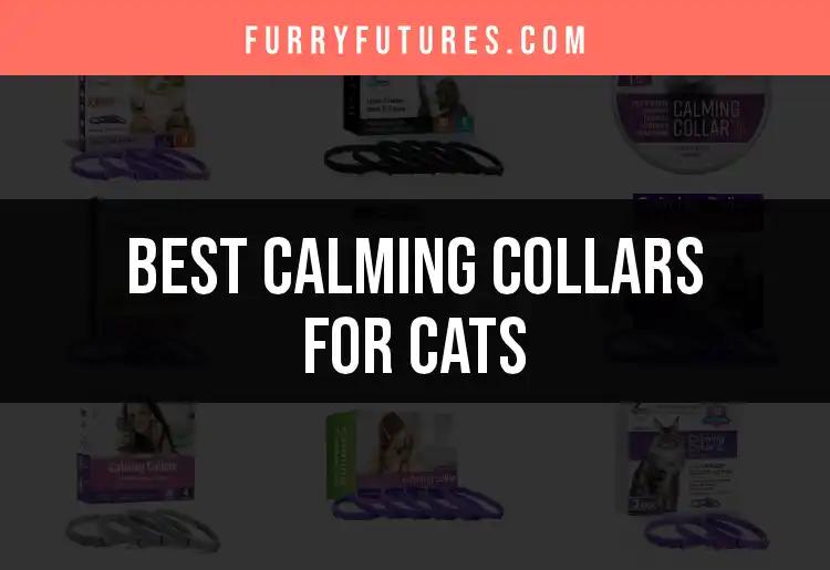 13 Best Calming Collars for Cats: Find Your Feline's Peace