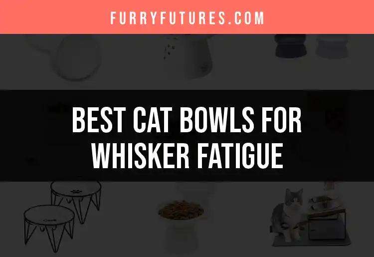 15 Best Cat Bowls for Whisker Fatigue to Keep Your Cat Happy