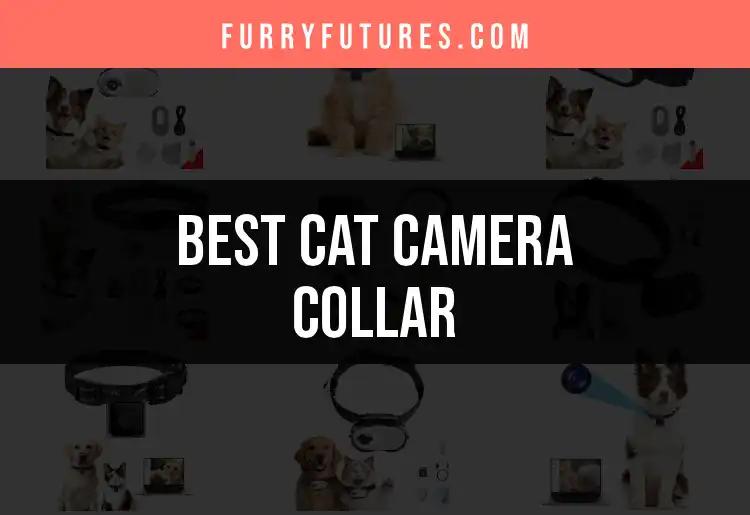 14 Best Cat Camera Collars for Purr-fect Monitoring