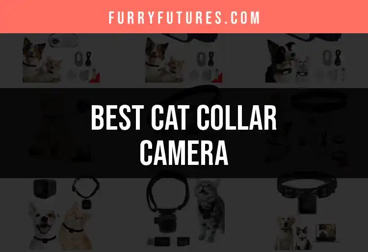 14 Top Cat Collar Cameras for Purr-fect Peace of Mind