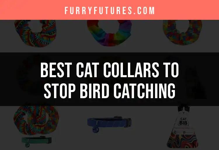 13 Cat Collars to Stop Bird Catching: Our Top Picks