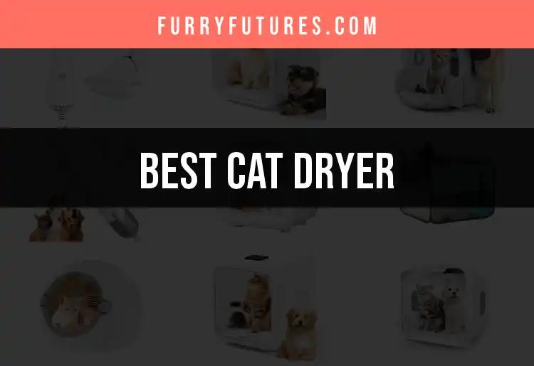 11 Best Cat Dryers for a Fluffier Feline