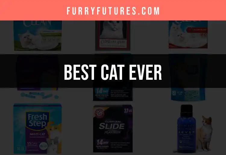 12 Best Cat Ever Products for Your Feline Friend