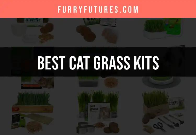12 Essential Cat Grass Kits For Happy Feline Friends