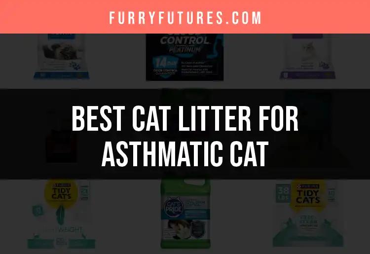 18 Best Cat Litters for Your Asthmatic Cat's Comfort