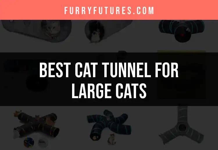 Top 10 Cat Tunnels for Large Cats to Explore and Enjoy