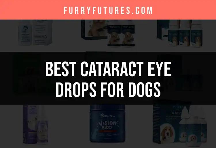 15 Best Cataract Eye Drops for Dogs to Restore Their Vision